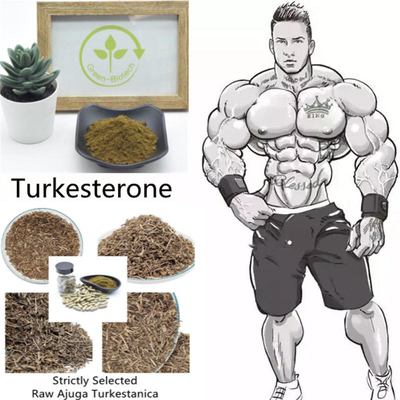 Nienapromieniowany ekstrakt z Ajuga Turkestanica w proszku 2% 10% 40%