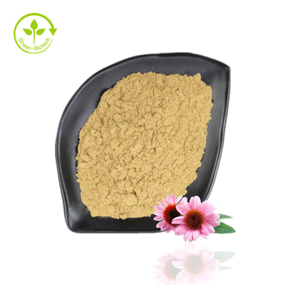 Gorący sprzedawanie Echinacea Purpurea Ekstrakt 4% -6% Polifenol 2% -4% Naturalny proszek Echinacea