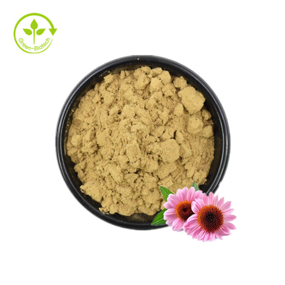 Ekstrakt z Echinacea/Echinacea Purpurea Ekstrakt luzem/Echinacea Ekstrakt 4% polifenoli