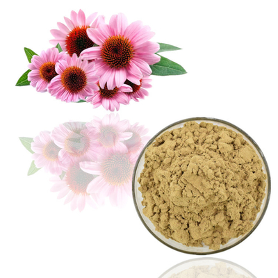 Czysty naturalny ekstrakt roślinny w proszku Echinacea Purpurea Ekstrakt w proszku luzem