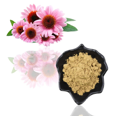 Ziołowy ekstrakt z korzenia Echinacea Purpurea Polifenole 4% Ekstrakt z Echinacea Purpurea