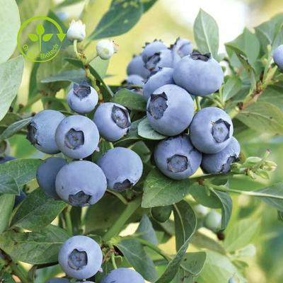 Czysty organiczny ekstrakt z jagód w proszku Antocyjan 25%