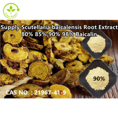 Green Biotech Supply Ekstrakt z jarmułki Baical o wysokiej czystości Baicalin 80% 85% 90% 98% NR CAS: 21967-41-9
