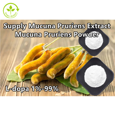 Roślinny ekstrakt z Mucuna Pruriens 98% 99% proszek L-Dopa