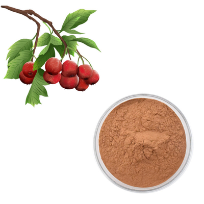 Wyciąg z jagód głogu Flawony 80% Ekstrakt z liści Crataegus w proszku