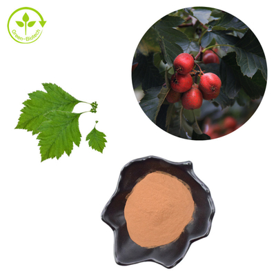 Wyciąg z jagód głogu Flawony 80% Ekstrakt z liści Crataegus w proszku
