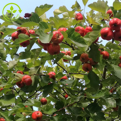 Wyciąg z jagód głogu Flawony 80% Ekstrakt z liści Crataegus w proszku