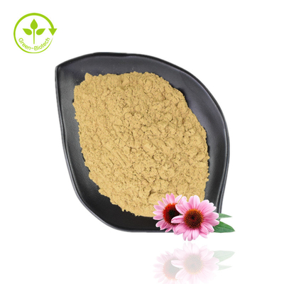 Gorący sprzedawanie Echinacea Purpurea Ekstrakt 4% -6% Polifenol 2% -4% Naturalny proszek Echinacea