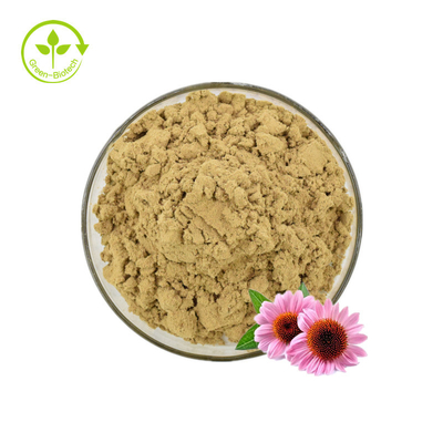 Ekstrakt z Echinacea/Echinacea Purpurea Ekstrakt luzem/Echinacea Ekstrakt 4% polifenoli
