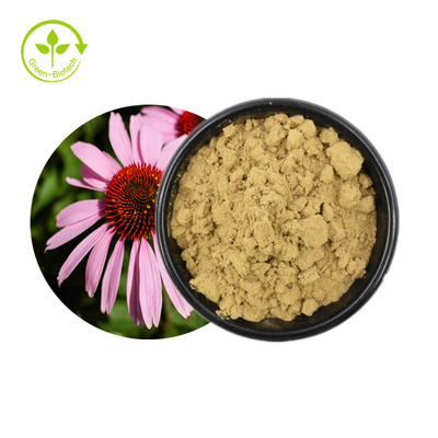 Gorący sprzedawanie Echinacea Purpurea Ekstrakt Zioła Echinacea Ekstrakt