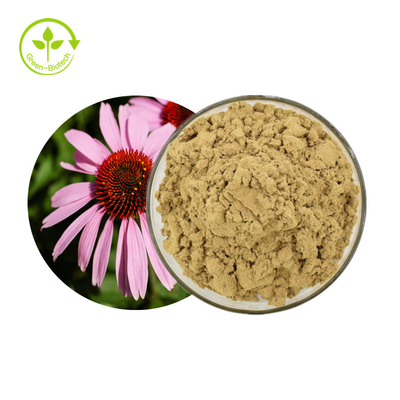 Gorący sprzedawanie Echinacea Purpurea Ekstrakt Zioła Echinacea Ekstrakt