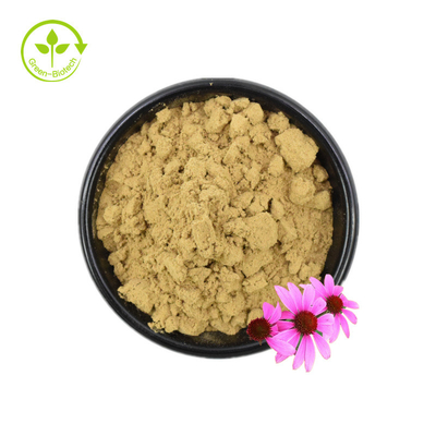 Certyfikat ISO 100% Naturalny Ekstrakt z Jeżówki Echinacea Purpurea Ekstrakt 10% Polifenol