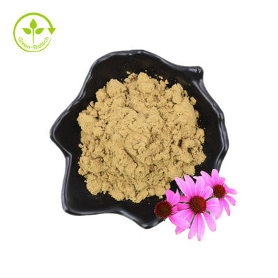 Masowy naturalny ekstrakt z jeżówki w proszku Wyciąg z jeżówki purpurowej