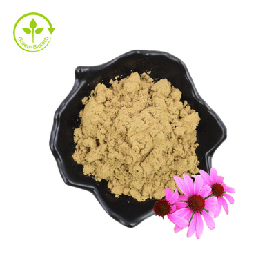 Echinacea Purpurea Ekstrakt Echinacea Ekstrakt 4% kwasu cykorycznego
