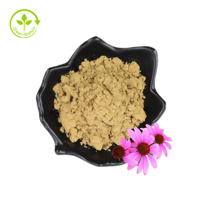 Masowe polifenole 4% Kwas Cichoric Echinacea Proszek Echinacea Purpurea Ekstrakt