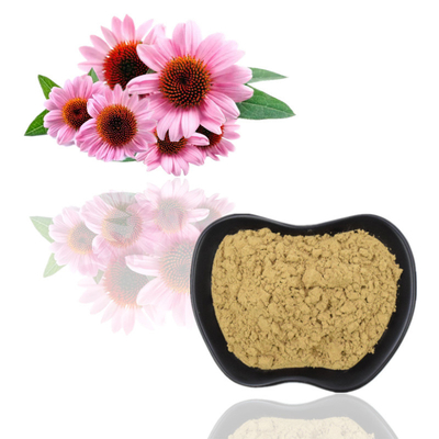 100% organiczny ekstrakt z Echinacea Purpurea 4% polifenole 2% kwas cykorowy