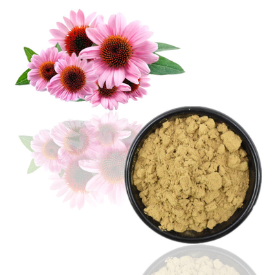100% organiczny ekstrakt z Echinacea Purpurea 4% polifenole 2% kwas cykorowy