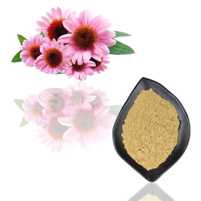 Naturalny Organiczny Ekstrakt Echinacea Purpurea Polifenol 2% - 4% Kwas Cichoric 2% - 5%