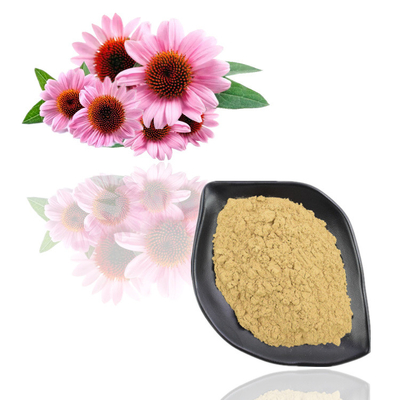 Echinacea Purpurea Extract 4% - 6% polifenolowy ekstrakt roślinny w proszku
