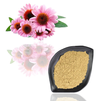 Echinacea Purpurea Extract 4% - 6% polifenolowy ekstrakt roślinny w proszku