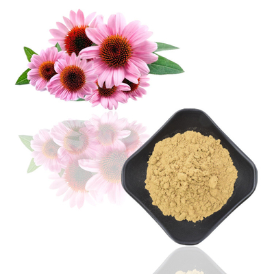 Ziołowy ekstrakt z korzenia Echinacea Purpurea Polifenole 4% Ekstrakt z Echinacea Purpurea