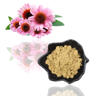 Polifenole 4% Ekstrakt roślinny w proszku Kwas Cichoric 1% 4% Ekstrakt z Echinacea Purpurea