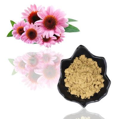 Polifenole 4% Ekstrakt roślinny w proszku Kwas Cichoric 1% 4% Ekstrakt z Echinacea Purpurea